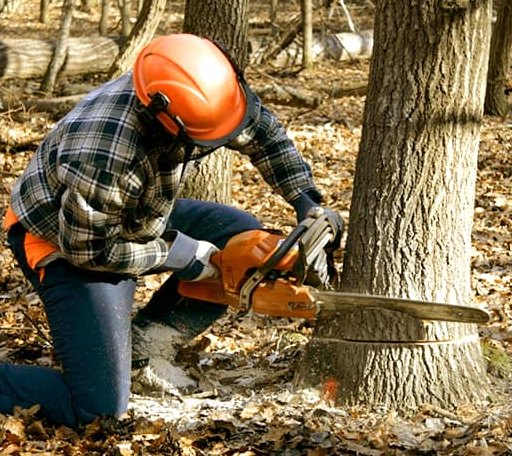 Tree Removal in Big Wells, TX